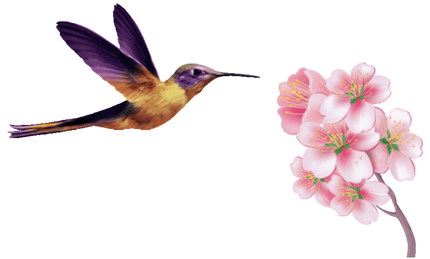 Kolibri
